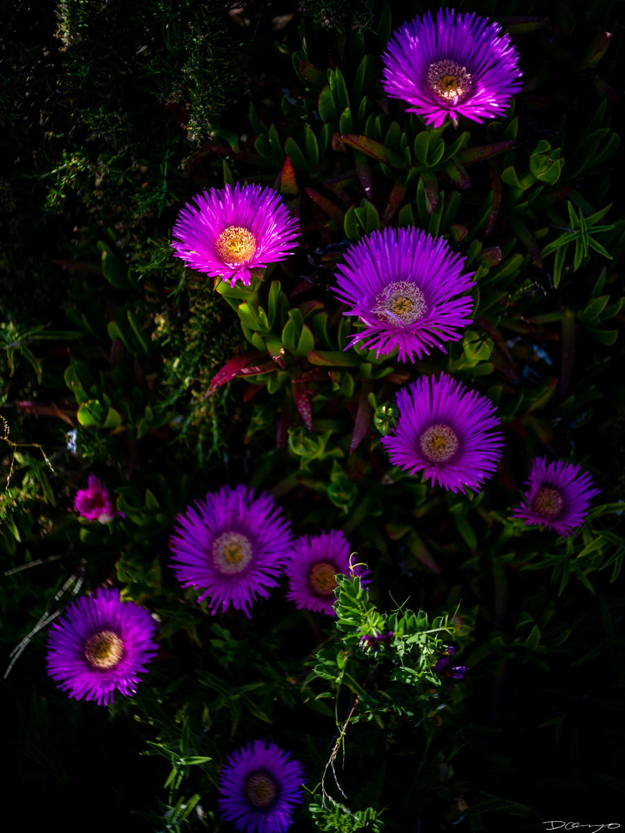 Pretty things that I wanted to take pictures of around Berkeley in 2023.
